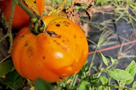 Disease Resistant Tomatoes Worry Free Growing Tomato Geek