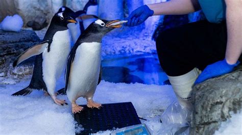 Penguins Same Sex Couples Formed At London Aquarium Bbc News
