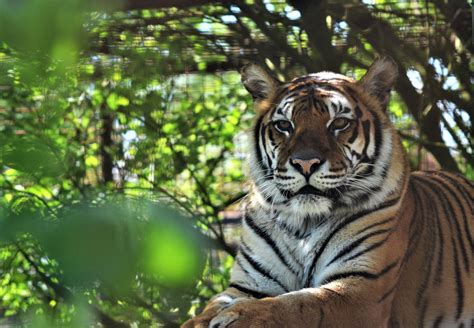 Felida Big Cat Sanctuary Sanctuaries Campaigns And Topics Four Paws