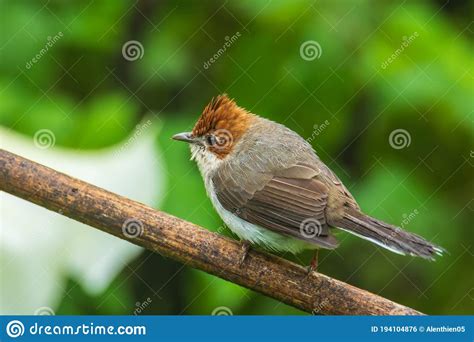 Nature Wildlife Endemic Bird Of Borneo Chestnut Crested Yuhina Stock