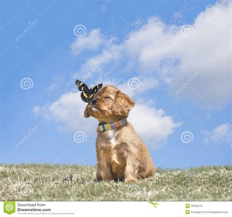 Cavalier King Charles Puppy With A Butterfly Stock Image