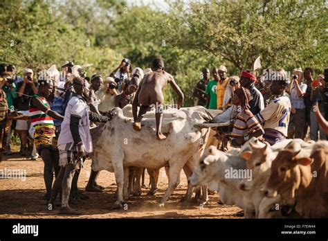 Jumping Of The Bulls Ceremony Hamar Tribe Turmi Omo Valley Ethiopia