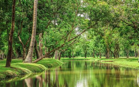 Beautiful Nature River In The Green Forest Wallpaper Download 5120x3200