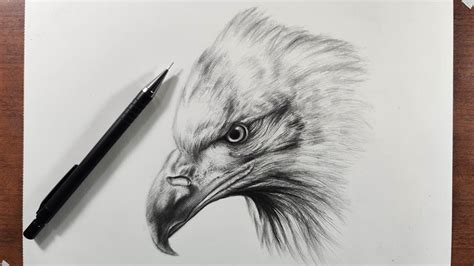 Cómo Dibujar Un Águila Realista Paso A Paso Fácil A Lápiz Youtube