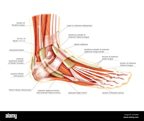 Illustration Of The Muscles Of The Leg And Foot This Is A Lateral View