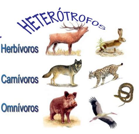Heterótrofa
