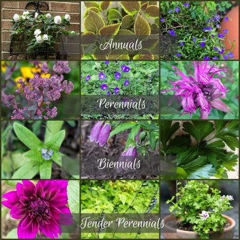 Is a clematis an annual or perennial. Plant Life Cycles: Annuals vs Perennials and More | Garden ...