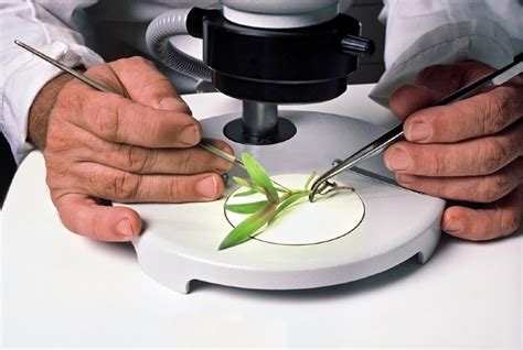 What Are Dissecting Microscopes Used For What To Know Optics Mag