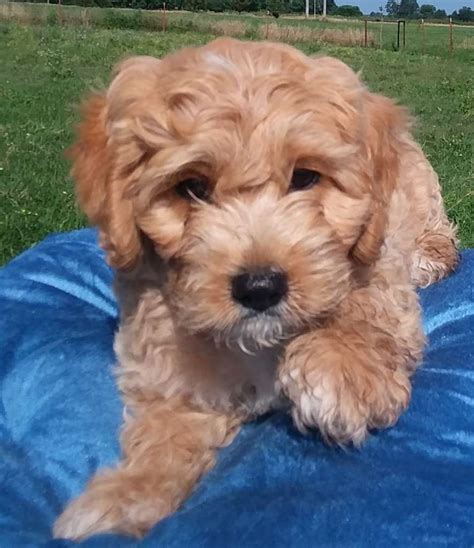 Their dogs are registered with several affiliations. Cockapoo Puppies For Sale by Reputable Breeders - Pets4You.com