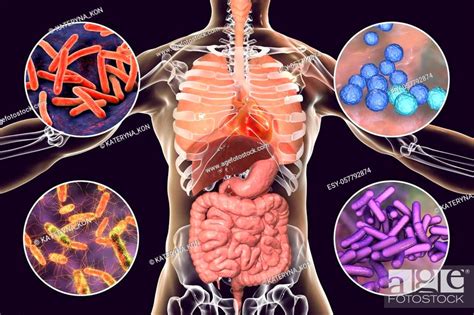 Human Pathogenic Microbes Bacteria Causing Respiratory And Enteric