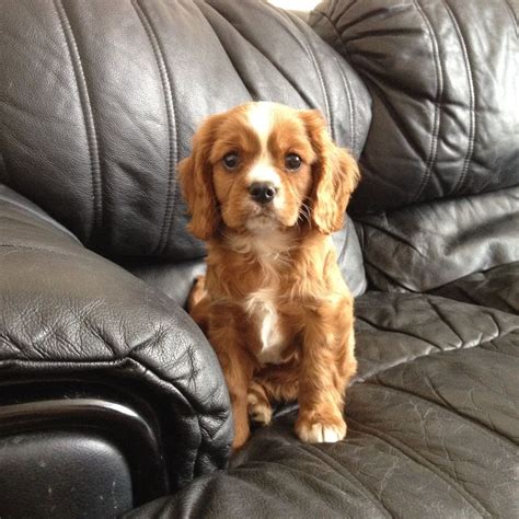 You will find cavalier king charles spaniel dogs for adoption and puppies for sale under the listings here. Cavalier King Charles puppy for sale | Margate, Kent ...