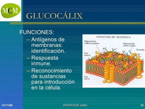 Membrana Plasmatica