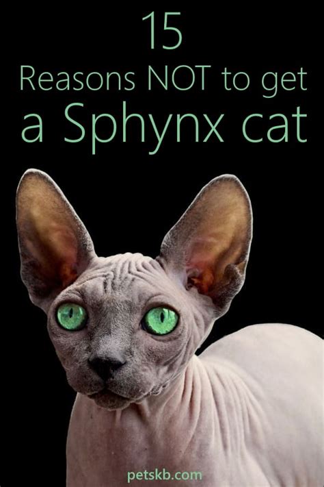 15 Reasons To Not Get A Sphynx Cat The Pets Kb
