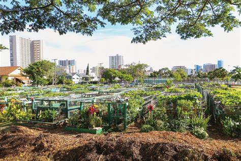Growing A Community Garden In Makiki Hawaii Magazine