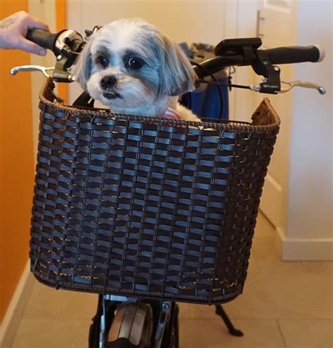 Pet cruiser bicycle bike handlebar wicker basket brown. How to Carry your Dog Safely on Your Bike in a Pet Bike ...