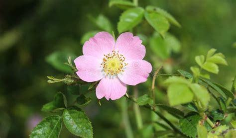 Sweet Brier Rosa Rubiginosa Flower Blooming Also Known As Sweetbriar