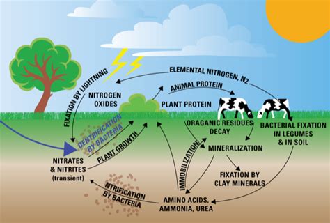 How Can We Restore Earths Nutrient Cycles Rex Weyler Greenpeace