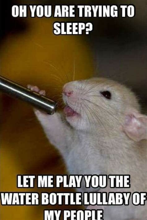 15 Funny Hamster Memes To Get You Through Friday Funny Rats Funny