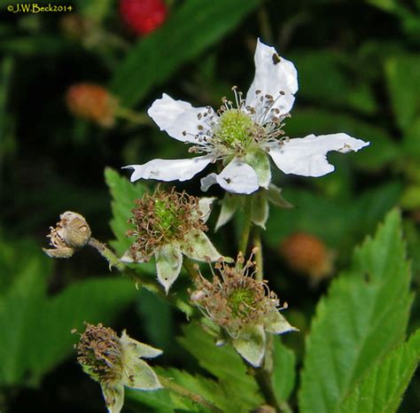 Sawtooth Blackberry Rubus Argutus · Inaturalist