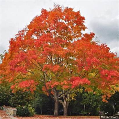 Leaves Fall Falling Gifs Tree Maple Rain