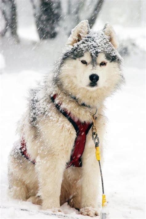 L Sled Dog Biological Science Picture Directory