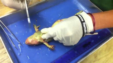 Dissecting A Frog Youtube