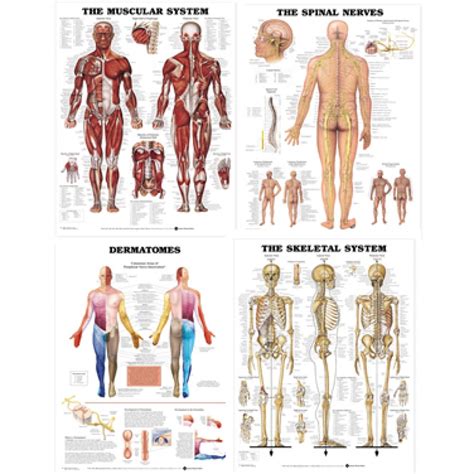 40 anatomy muscle labeling collection. Laminated Chart Bundle - Muscular, Skeletal, Dermatomes ...