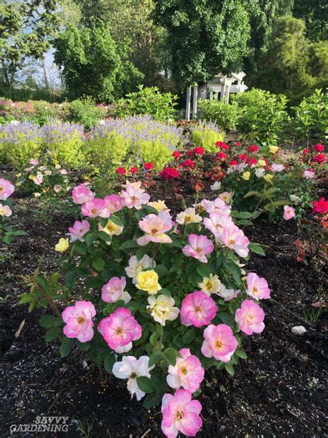 Often blooms again in late summer. Dwarf Flowering Shrubs for Small Gardens and Landscapes