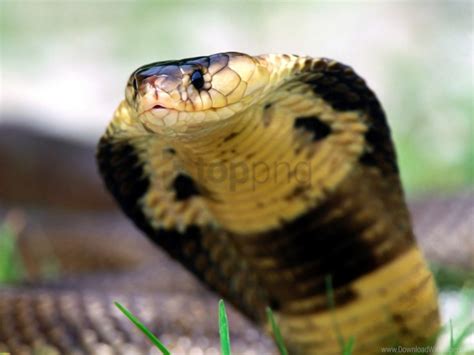 Cobra Eyes Face Snake Wallpaper Background Best Stock Photos Image Id