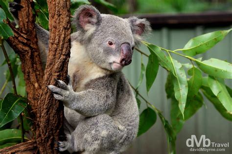 Lone Pine Koala Sanctuary Brisbane Australia Worldwide Destination