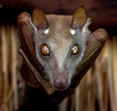 626 Best Fruit Bat Images On Pholder Fruitbatcats Aww And Batty