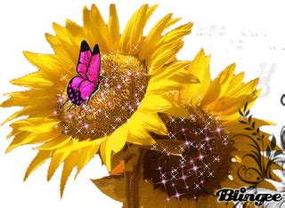 Girasoli, fiori per un compleanno gioioso. La leggenda dei girasoli: Bella e il suo signore