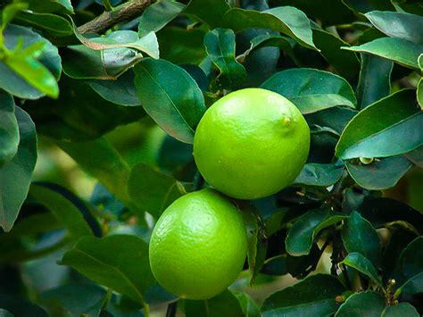 Persian Lime Trees For Sale Online The Tree Center