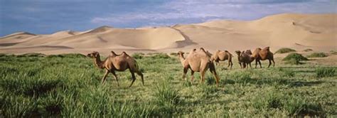 Gobi Desert Map Plants Animals And Facts