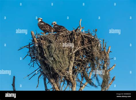 Two adults on Osprey, Pandion haliaetus, nest at Flamingo in Everglades