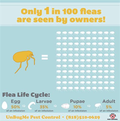 How Do I Have Fleas Without Pets Pest Phobia