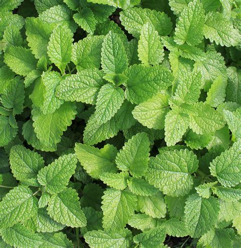 Plants That Repel Bugs And Mosquitoes Real Simple