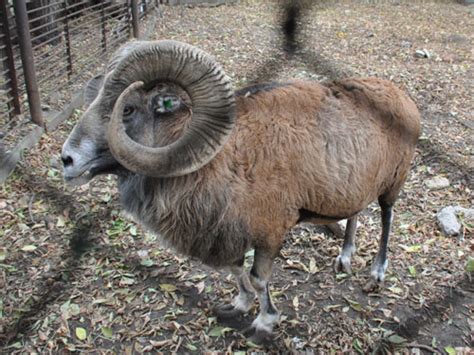 Ovis Aries Musimon X Ovis Ammon Sheep Hybrid In Karagandy Zoo
