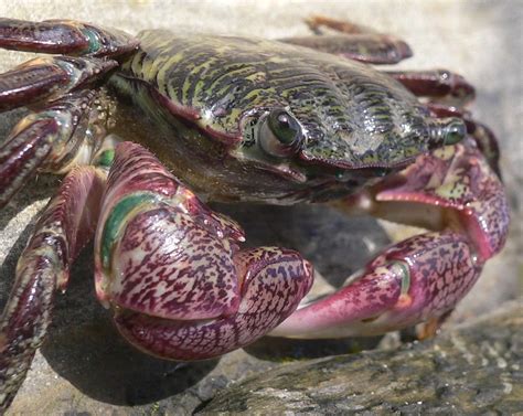 Colorful Crustacean Giving Me The Crab Eye Best Viewed La Steve Jurvetson Flickr