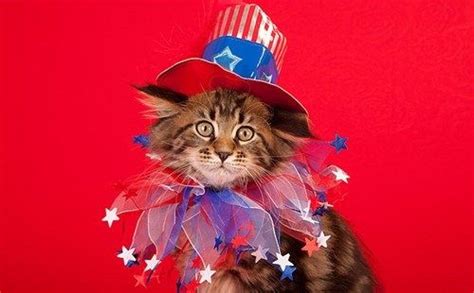 Happy 4th Of July Patriotic Pets Patriotic Cat Cat Day