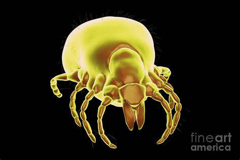 Lyme Disease Tick Photograph By Kateryna Konscience Photo Library