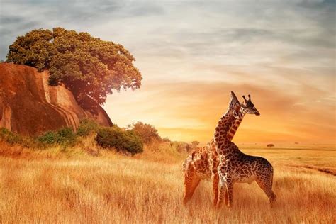 Beautiful Giraffes View With African Landscape At Sunset African