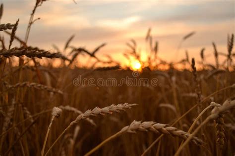 Sunrise Over Wheat Field Stock Photo Image Of Field 76412762