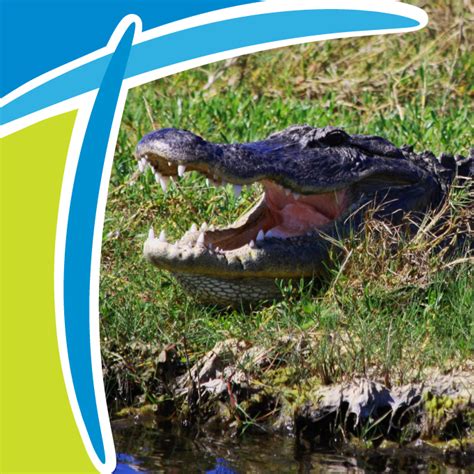 Top 5 Ways To See Floridas Biggest Creatures Alligators Titusville