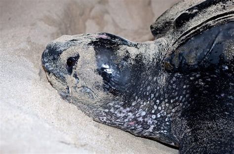 Video Leatherback Sea Turtle Rescued From Fishing Gear Oceana Usa