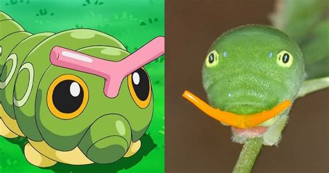 15 Pokemon That Exist In Real Life