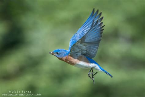 Bluebirds Mike Lentz Nature Photography