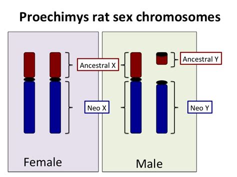 Mathbionerd Accessible Research Neo Sex Chromosomes In The Spiny Rat
