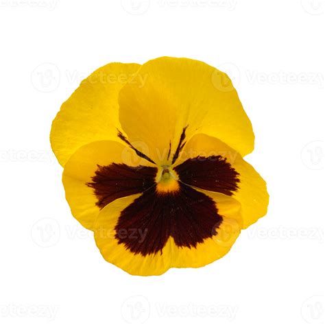 Bright Yellow Violet Flower Pansies Isolated Photo 13811359 Png