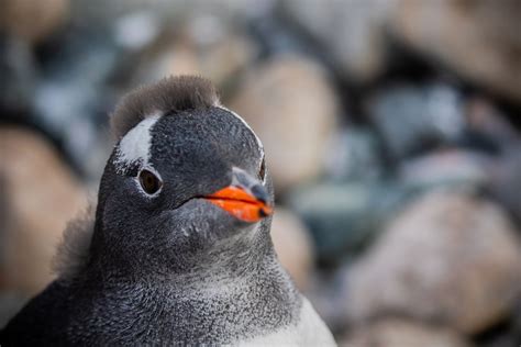 This Gentoo Penguin Has A Funny Hairdo Picture By Pippa Low